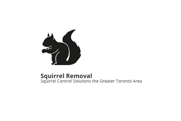 Squirrel Removal