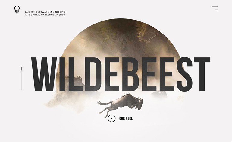 Wildebeest
