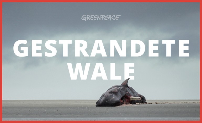 Greenpeace Stranded Whales