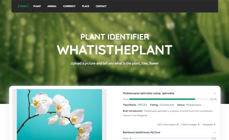 WhatisthePlant