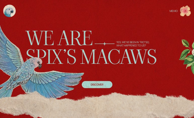 Spixs Macaws