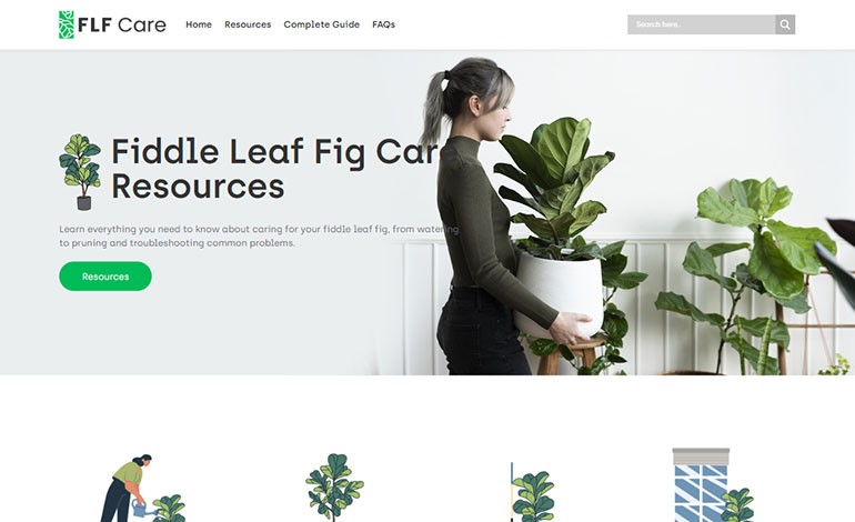 Fiddle Leaf Fig Care