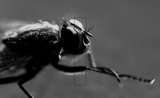 asomasede