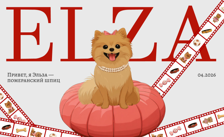 Elsa is a Pomeranian Spitz