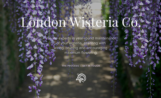 London Wisteria